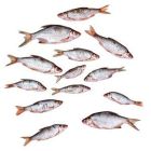 Prebaits voorn middel 4/5 st (ALLEEN AFHALEN)