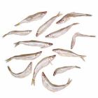 Prebaits Spiering groot (ALLEEN AFHALEN)