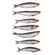 Prebaits_Sardines_